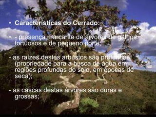 • Características do Cerrado:
• - presença marcante de árvores de galhos
tortuosos e de pequeno porte;
- as raízes destes arbustos são profundas
(propriedade para a busca de água em
regiões profundas do solo, em épocas de
seca);
- as cascas destas árvores são duras e
grossas;
 