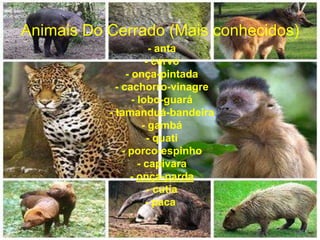 Animais Do Cerrado (Mais conhecidos)
- anta
- cervo
- onça-pintada
- cachorro-vinagre
- lobo-guará
- tamanduá-bandeira
- gambá
- quati
- porco-espinho
- capivara
- onça-parda
- cutia
- paca
 