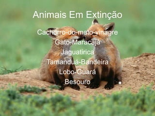 Animais Em Extinção
Cachorro-do-mato-vinagre
Gato-Maracajá
Jaguatirica
Tamanduá-Bandeira
Lobo-Guará
Besouro
 