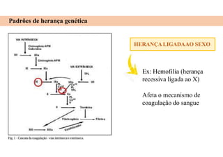 Padrões de herança genética
HERANÇA LIGADAAO SEXO
Ex: Hemofilia (herança
recessiva ligada ao X)
Afeta o mecanismo de
coagulação do sangue
 