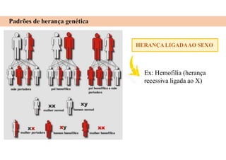 Padrões de herança genética
HERANÇA LIGADAAO SEXO
Ex: Hemofilia (herança
recessiva ligada ao X)
 