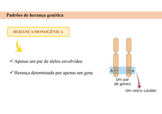 Padrões de herança genética
HERANÇAMONOGÊNICA
 Apenas um par de alelos envolvidos
 Herança determinada por apenas um gene
 