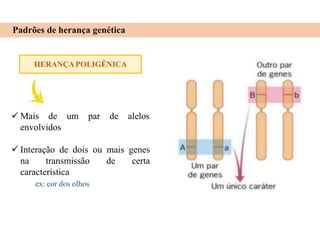 Padrões de herança genética
HERANÇAPOLIGÊNICA
 Mais de
envolvidos
um par de alelos
 Interação de dois ou mais genes
na transmissão de certa
característica
ex: cor dos olhos
 
