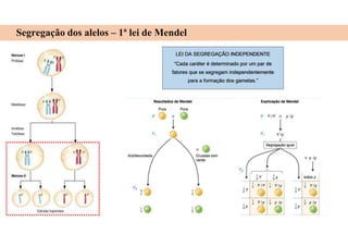 Segregação dos alelos – 1ª lei de Mendel
 