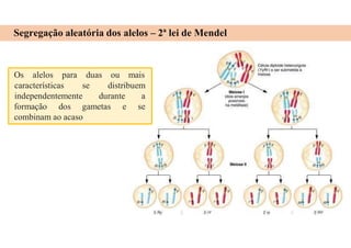 Segregação aleatória dos alelos – 2ª lei de Mendel
Os alelos para duas ou mais
formação dos gametas e
características se distribuem
independentemente durante a
se
combinam ao acaso
 