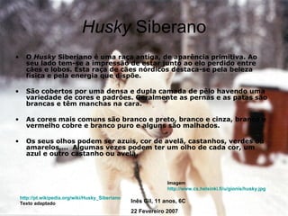 Husky  Siberano O  Husky  Siberiano é uma raça antiga, de aparência primitiva. Ao seu lado tem-se a impressão de estar junto ao elo perdido entre cães e lobos. Esta raça de cães nórdicos destaca-se pela beleza física e pela energia que dispõe. São cobertos por uma densa e dupla camada de pêlo havendo uma variedade de cores e padrões. Geralmente as pernas e as patas são brancas e têm manchas na cara. As cores mais comuns são branco e preto, branco e cinza, branco e vermelho cobre e branco puro e alguns são malhados. Os seus olhos podem ser azuis, cor de avelã, castanhos, verdes ou amarelos,…  Algumas vezes podem ter um olho de cada cor, um azul e outro castanho ou avelã. http://pt.wikipedia.org/wiki/Husky_Siberiano Texto adaptado Imagem http://www.cs.helsinki.fi/u/gionis/husky.jpg Texto adaptado Inês Gil, 11 anos, 6C  22 Fevereiro 2007 
