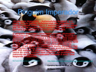 Pinguim Imperador O pinguim imperador  (Aptenodytes forsteri)  é a maior ave da família Spheniscidae dos pinguins; os adultos podem medir até 1,1 metros de altura e pesar até 30 kg. Os machos desta espécie são dos poucos animais que passam o Inverno na Antártida. O pinguim imperador caracteriza-se pela plumagem multicolorida: cinzento azulado nas costas, branco no abdómen, preto na cabeça e barbatanas. Esta espécie apresenta uma faixa alaranjada em torno dos ouvidos. A sua alimentação baseia-se em pequenos peixes, krill (o krill - da palavra norueguesa para alimento de baleia - é um grupo de crustáceos muito parecido com o camarão) e lulas, que pescam em profundidades até aos 250 metros. O pinguim imperador pode estar cerca de vinte minutos sem respirar. Os predadores naturais do pinguim imperador incluem a orca, foca leopardo e tubarões. http://topazio1950.blogs.sapo.pt/arquivo/844528.html http://www.apena.rcts.pt/cform/curso1/posto8/pinguim2.jpg Carolina Neves, 12 anos, 6C 08 Março 2007 