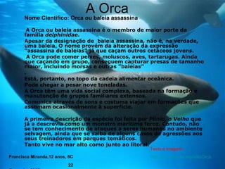 A Orca Nome Cientifico: Orca ou baleia assassina A Orca ou baleia assassina é o membro de maior porte da família  delphinidae .  Apesar da designação de  baleia assassina, não é, na verdade, uma baleia .  O nome provém da alteração da expressão "assassina de baleias" já que caçam outros cetáceos jovens. A Orca pode comer peixes, moluscos, aves, tartarugas. Ainda que caçando em grupo, conseguem capturar presas de tamanho maior, incluindo morsas e outras "baleias” . Está, portanto, no topo da cadeia alimentar oceânica.  Pode chegar a pesar nove toneladas.  A Orca têm uma vida social complexa, baseada na formação e manutenção de grupos familiares extensos.  Comunica através de sons e costuma viajar em formações que assomam ocasionalmente à superfície.  A primeira descrição da espécie foi feita por  Plínio, o Velho  que já a descrevia como um monstro marítimo feroz. Contudo, não se tem conhecimento de ataques a seres humanos no ambiente selvagem, ainda que se saiba de alguns casos de agressões aos seus treinadores em parques temáticos.  Tanto vive no mar alto como junto ao litoral. Francisca Miranda,12 anos, 6C  22 Fevereiro 2007   Texto e imagem: http://pt.wikipedia.org/wiki/Orca 