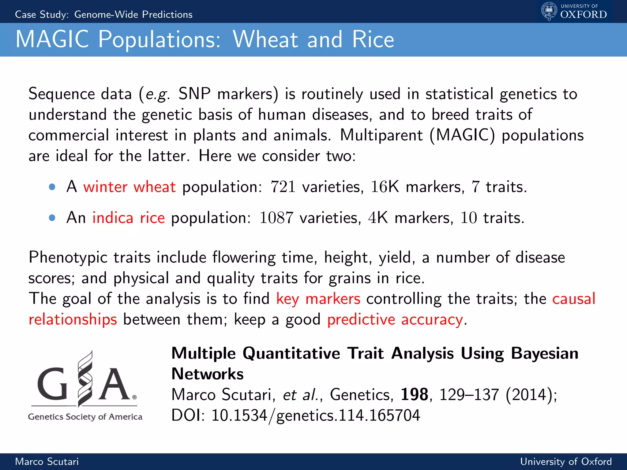 Case Study: Genome-Wide Predictions
MAGIC Populations: Wheat and Rice
Sequence data (e.g. SNP markers) is routinely used in statistical genetics to
understand the genetic basis of human diseases, and to breed traits of
commercial interest in plants and animals. Multiparent (MAGIC) populations
are ideal for the latter. Here we consider two:
ˆ A winter wheat population: 721 varieties, 16K markers, 7 traits.
ˆ An indica rice population: 1087 varieties, 4K markers, 10 traits.
Phenotypic traits include ﬂowering time, height, yield, a number of disease
scores; and physical and quality traits for grains in rice.
The goal of the analysis is to ﬁnd key markers controlling the traits; the causal
relationships between them; keep a good predictive accuracy.
Multiple Quantitative Trait Analysis Using Bayesian
Networks
Marco Scutari, et al., Genetics, 198, 129–137 (2014);
DOI: 10.1534/genetics.114.165704
Marco Scutari University of Oxford
 
