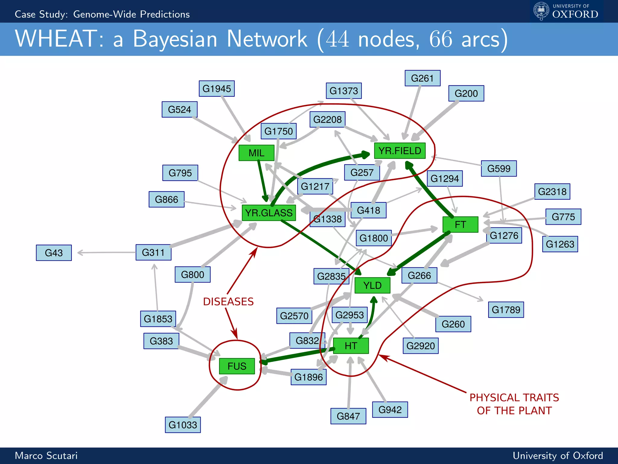 Case Study: Genome-Wide Predictions
WHEAT: a Bayesian Network (44 nodes, 66 arcs)
YR.GLASS
HT
YR.FIELDMIL
FT
G418
G311
G1217
G800
G866
G795
G2570
G260
G2920
G832
G1896
G2953
G266
G847
G942
G200
G257
G2208
G1373
G599
G261
G383
G1853
G1033
G1945
G1338
G1276
G1263
G1789
G2318
G1294
G1800
YLD
FUS
G1750
G524
G775
G2835
G43
PHYSICAL TRAITS
OF THE PLANT
DISEASES
Marco Scutari University of Oxford
 