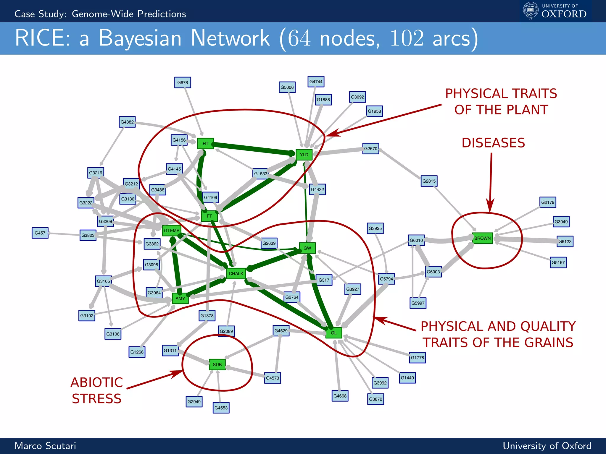 Case Study: Genome-Wide Predictions
RICE: a Bayesian Network (64 nodes, 102 arcs)
HT
FT
AMY
GL
GW
GTEMP
G4432
G2670
G4744
G3092
G3486
G1533
G2639
G3823
G1378
G3105
G3102
G3098
G317
G5167
G1778
G3872
G4529
G1440
G5794
G4668
G2764
G457
G3862
G3964
G4109
G2089
G3219
G3209
G3222
G3212
G4573
G1311
G2949
G6003
G6010 G6123
G2815
G3049
YLD
CHALK
BROWN
SUB
G1888
G1958
G4156
G4382
G3136
G4145
G3106
G1266
G3927
G5997
G4553
G2179
G5006
G3992
G678
G3925
PHYSICAL TRAITS
OF THE PLANT
DISEASES
ABIOTIC
STRESS
PHYSICAL AND QUALITY
TRAITS OF THE GRAINS
Marco Scutari University of Oxford
 