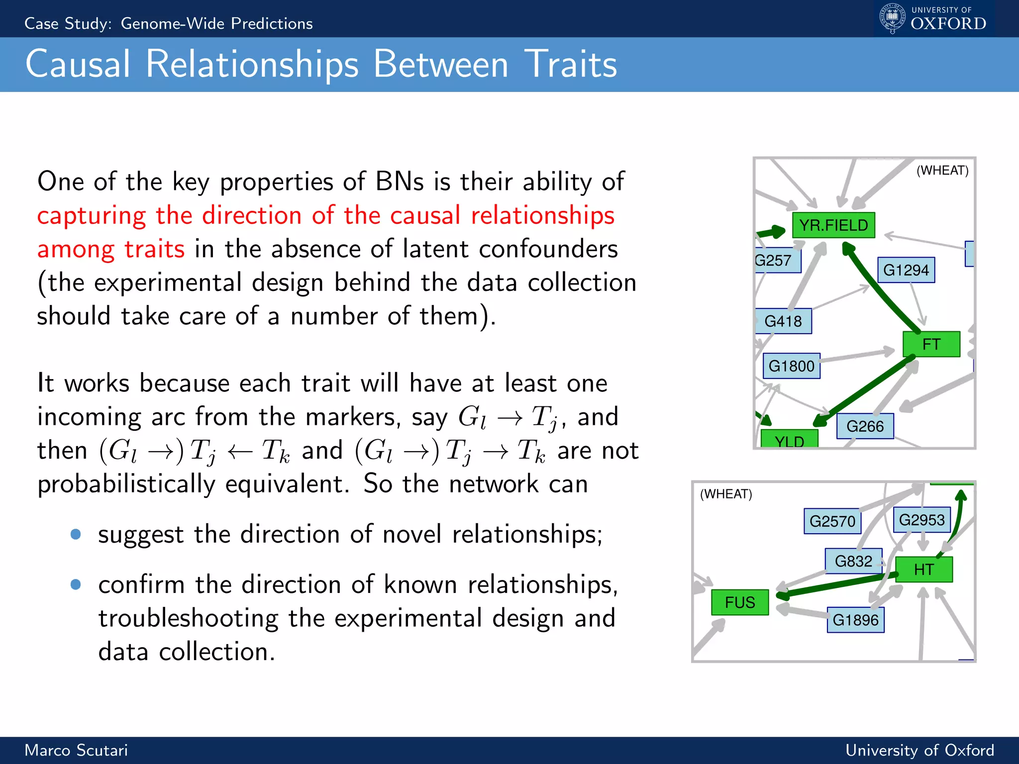 Case Study: Genome-Wide Predictions
Causal Relationships Between Traits
One of the key properties of BNs is their ability of
capturing the direction of the causal relationships
among traits in the absence of latent confounders
(the experimental design behind the data collection
should take care of a number of them).
It works because each trait will have at least one
incoming arc from the markers, say Gl → Tj, and
then (Gl →) Tj ← Tk and (Gl →) Tj → Tk are not
probabilistically equivalent. So the network can
ˆ suggest the direction of novel relationships;
ˆ conﬁrm the direction of known relationships,
troubleshooting the experimental design and
data collection.
HT
YR.FIELD
FT
G418
1217
0
G260
G2920
832
896
G2953
G266
G847
G942
G257
G2208
G
G1338
G
G1294
G1800
YLD
G2835
YR.GLASS
HT
YRMIL
G418
G1217
0
G2570
G832
G1896
G2953
G9
G257
G2208
G1373G1945
G1338
G1800
YLD
FUS
G1750
G2835
(WHEAT)
(WHEAT)
Marco Scutari University of Oxford
 