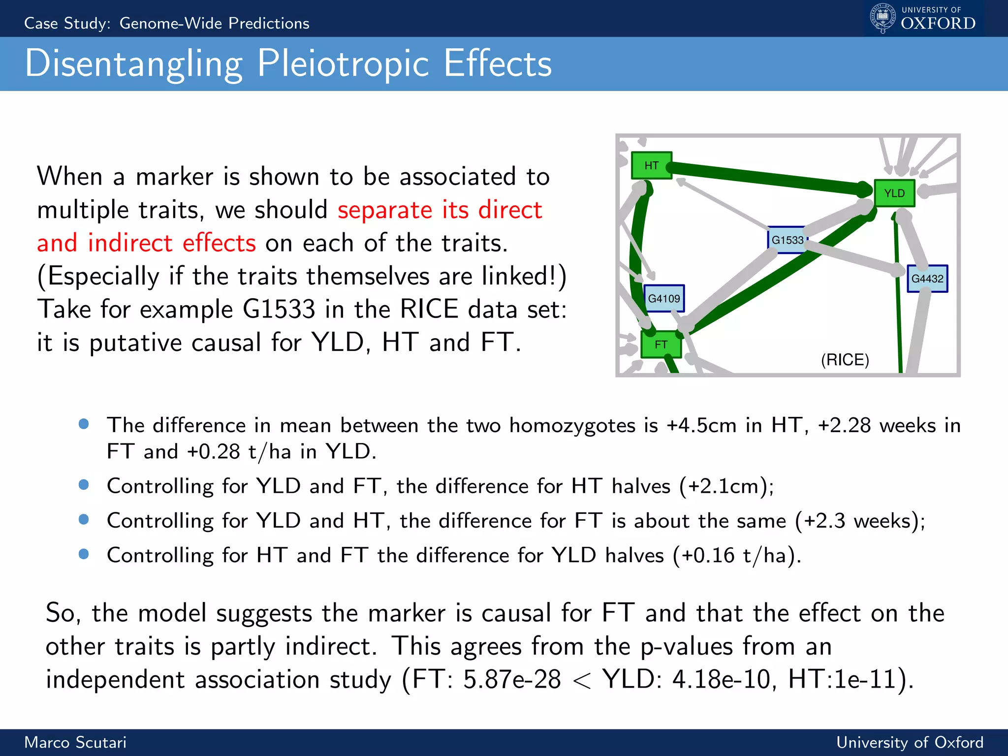 Case Study: Genome-Wide Predictions
Disentangling Pleiotropic Eﬀects
When a marker is shown to be associated to
multiple traits, we should separate its direct
and indirect eﬀects on each of the traits.
(Especially if the traits themselves are linked!)
Take for example G1533 in the RICE data set:
it is putative causal for YLD, HT and FT.
HT
FT
G4432
G1533
G4109
YLD
(RICE)
ˆ The diﬀerence in mean between the two homozygotes is +4.5cm in HT, +2.28 weeks in
FT and +0.28 t/ha in YLD.
ˆ Controlling for YLD and FT, the diﬀerence for HT halves (+2.1cm);
ˆ Controlling for YLD and HT, the diﬀerence for FT is about the same (+2.3 weeks);
ˆ Controlling for HT and FT the diﬀerence for YLD halves (+0.16 t/ha).
So, the model suggests the marker is causal for FT and that the eﬀect on the
other traits is partly indirect. This agrees from the p-values from an
independent association study (FT: 5.87e-28 < YLD: 4.18e-10, HT:1e-11).
Marco Scutari University of Oxford
 