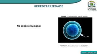 HEREDITARIEDADE
Na espécie humana:
Imagem 7. Spermatozoon, floating to ovule.
FRENTUSHA. Canva. Download em 04/03/2024.
 