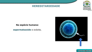 HEREDITARIEDADE
Na espécie humana:
espermatozoide e ovócito.
 