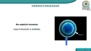 HEREDITARIEDADE
Na espécie humana:
espermatozoide e ovócito.
 