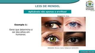 LEIS DE MENDEL
Aplicáveis não apenas a ervilhas!
Exemplo 1:
Gene que determina a
cor dos olhos em
humanos.
Imagem 11. Olhos.
ARAGUAIA, Mariana. Canva. Editado em 04/03/2024.
 