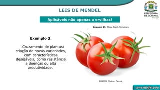 LEIS DE MENDEL
Aplicáveis não apenas a ervilhas!
Exemplo 3:
Cruzamento de plantas:
criação de novas variedades,
com características
desejáveis, como resistência
a doenças ou alta
produtividade.
Imagem 13. Three Fresh Tomatoes.
BILLION Photos. Canva.
 