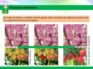 Processos evolutivos
Ao longo do tempo, a seleção natural agindo sobre um grupo de organismos pode levar
ao surgimento de uma nova espécie.
Prunuspersicavar.nucipersica
Prunuspersica
 