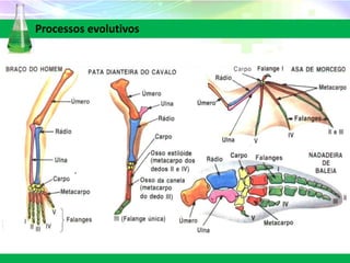 Processos evolutivos
 