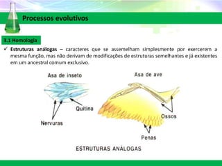 3.1 Homologia
 Estruturas análogas – caracteres que se assemelham simplesmente por exercerem a
mesma função, mas não derivam de modificações de estruturas semelhantes e já existentes
em um ancestral comum exclusivo.
Processos evolutivos
 