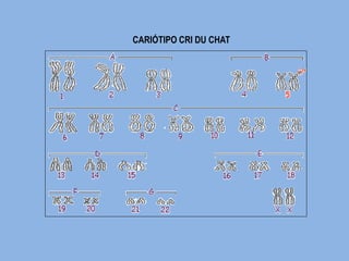 CARIÓTIPO CRI DU CHAT  