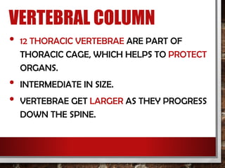VERTEBRAL COLUMN
• 12 THORACIC VERTEBRAE ARE PART OF
THORACIC CAGE, WHICH HELPS TO PROTECT
ORGANS.
• INTERMEDIATE IN SIZE.
• VERTEBRAE GET LARGER AS THEY PROGRESS
DOWN THE SPINE.
 