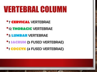 VERTEBRAL COLUMN
•7 CERVICAL VERTEBRAE
•12 THORACIC VERTEBRAE
•5 LUMBAR VERTEBRAE
•1 SACRUM (5 FUSED VERTEBRAE)
•1 COCCYX (4 FUSED VERTEBRAE)
 