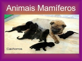 Animais Mamíferos 