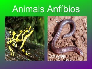 Animais Anfíbios 