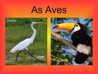 As Aves 