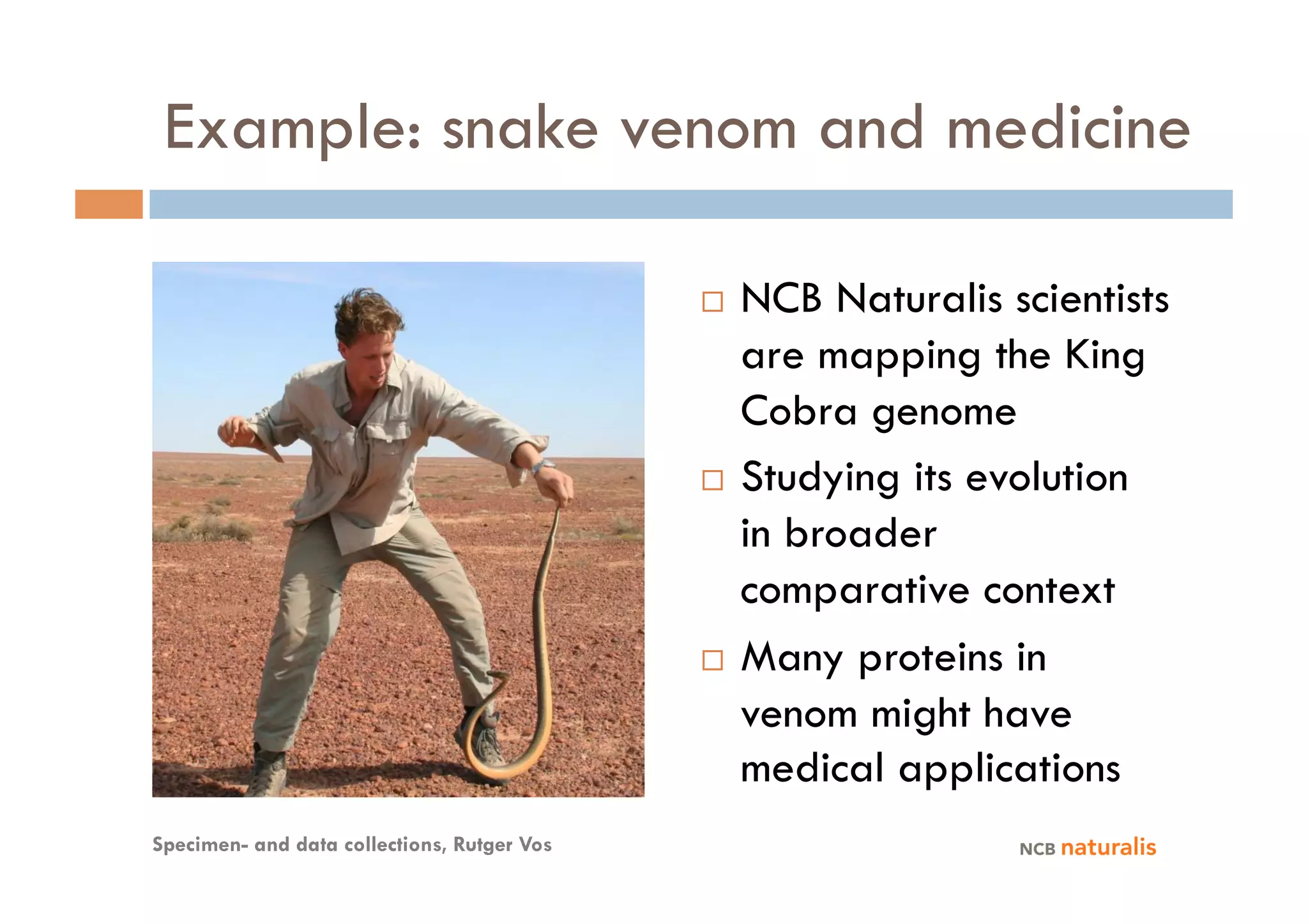 Example: snake venom and medicine

                                               NCB Naturalis scientists
                                                are mapping the King
                                                Cobra genome
                                               Studying its evolution

                                                in broader
                                                comparative context
                                               Many proteins in

                                                venom might have
                                                medical applications
Specimen- and data collections, Rutger Vos
 