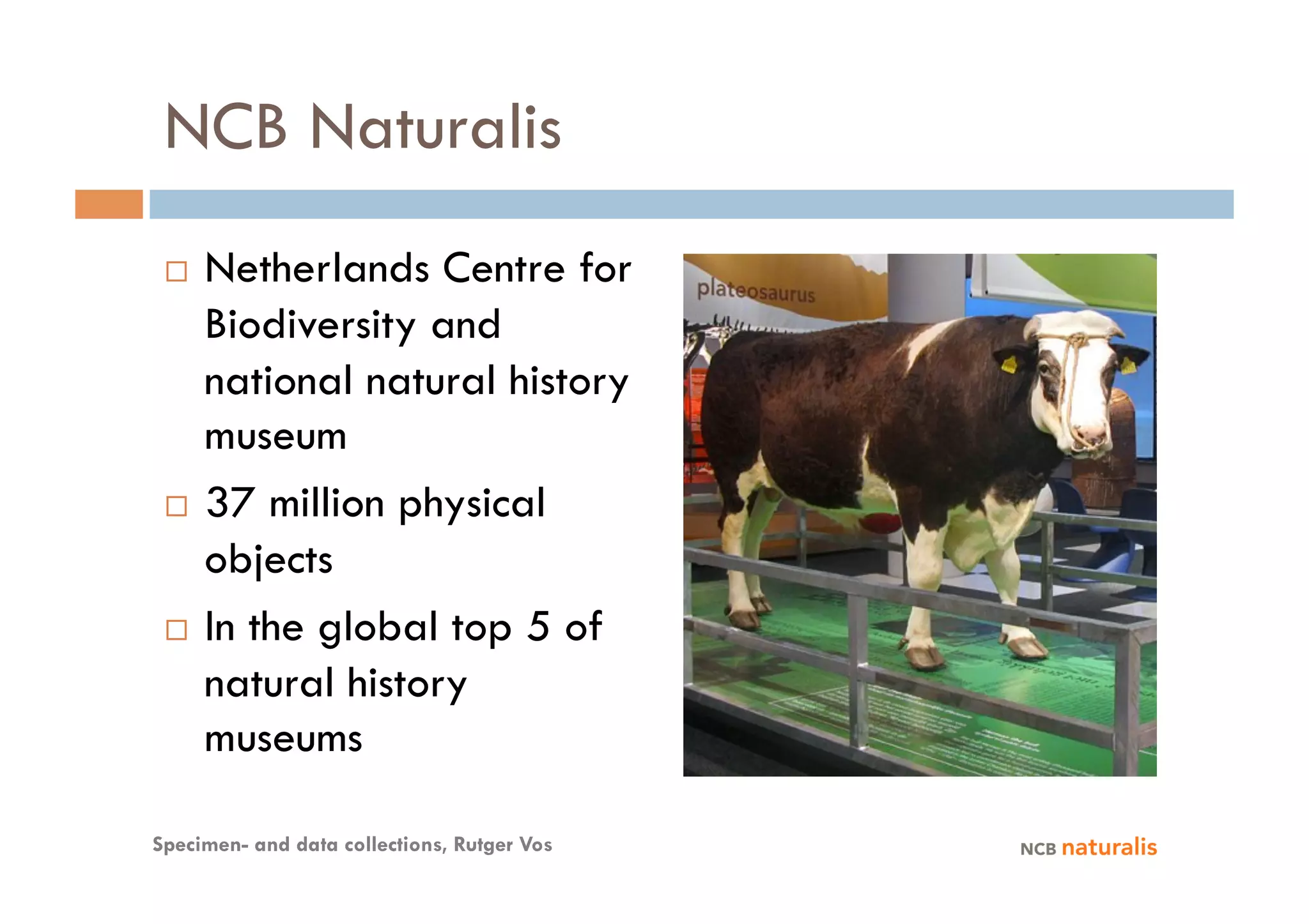 NCB Naturalis
   Netherlands Centre for
    Biodiversity and
    national natural history
    museum
   37 million physical

    objects
   In the global top 5 of

    natural history
    museums

Specimen- and data collections, Rutger Vos
 