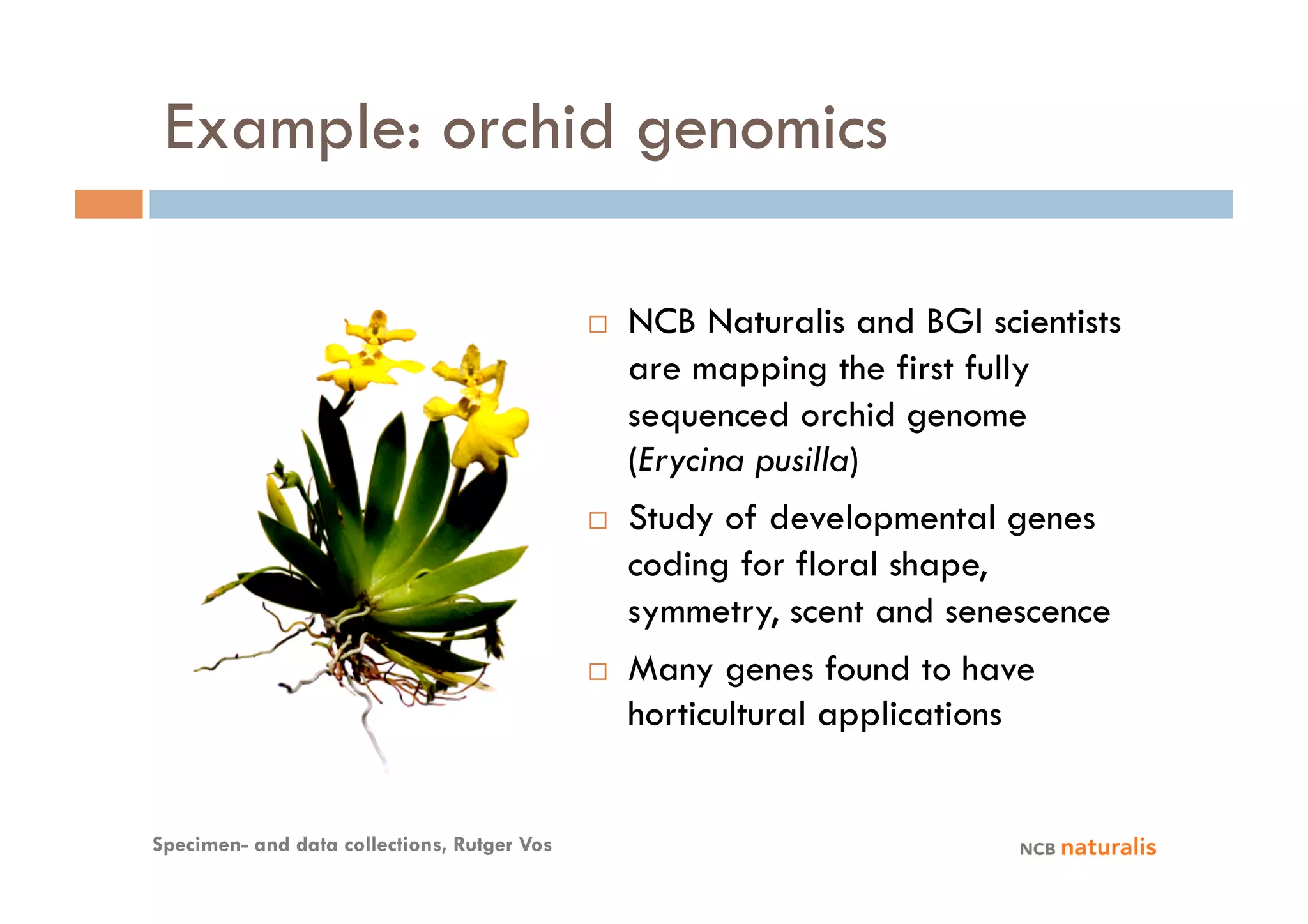 Example: orchid genomics

                                                 NCB Naturalis and BGI scientists
                                                  are mapping the first fully
                                                  sequenced orchid genome
                                                  (Erycina pusilla)
                                                 Study of developmental genes
                                                  coding for floral shape,
                                                  symmetry, scent and senescence
                                                 Many genes found to have
                                                  horticultural applications


Specimen- and data collections, Rutger Vos
 