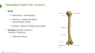 Raidal Condyle Comprehensive Overview of Upper Limb Surface Anatomy and Osteology | PDF