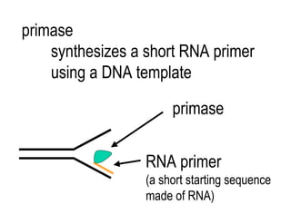 Rna Primase Model Systems Microbiology | PDF