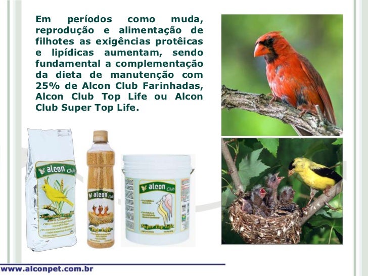 Estacoes De Alimentacao De Aves Estacoes De Alimentacao De Aves