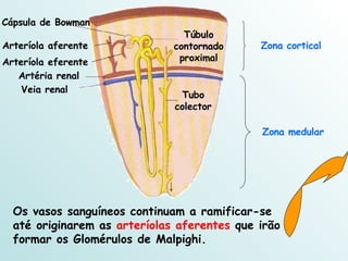 Cápsula de Bowman Artéria renal Veia renal Tubo colector Túbulo contornado proximal Zona medular Zona cortical Arteríola aferente Os vasos sanguíneos continuam a ramificar-se até originarem as  arteríolas aferentes  que irão formar os Glomérulos de Malpighi. Arteríola eferente 