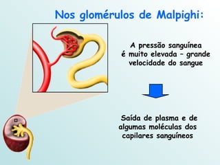 A pressão sanguínea  é muito elevada – grande velocidade do sangue Nos glomérulos de Malpighi: Saída de plasma e de algumas moléculas dos capilares sanguíneos 