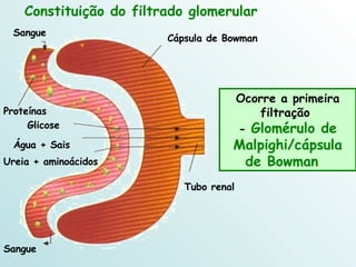 Constituição do filtrado glomerular Ocorre a primeira filtração  -  Glomérulo de Malpighi/cápsula de Bowman  Proteínas Sangue Tubo renal Cápsula de Bowman Sangue Água + Sais Ureia + aminoácidos Glicose 