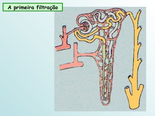 A primeira filtração 