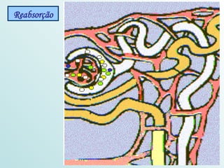 Reabsorção 