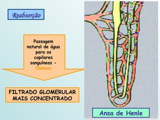 Reabsorção FILTRADO GLOMERULAR MAIS CONCENTRADO Ansa de Henle Passagem natural de água para os capilares sanguíneos -  Osmose 