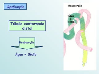 Túbulo contornado distal Reabsorção Água + Sódio Reabsorção  Reabsorção Água  e  sódio 