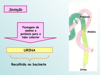 Secreção Passagem de amónio e potássio para o tubo colector URINA Recolhida no bacinete Amónio Potássio Urina 
