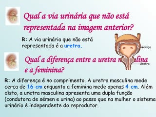 Qual a via urinária que não está representada na imagem anterior? R:  A via urinária que não está representada é a  uretra. Qual a diferença entre a uretra masculina e a feminina? R:  A diferença é no comprimento. A uretra masculina mede cerca de  16 cm  enquanto a feminina mede apenas  4 cm . Além disto, a uretra masculina apresenta uma dupla função (condutora de sémen e urina) ao passo que na mulher o sistema urinário é independente do reprodutor. Bexiga Uretra 