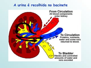 A urina é recolhida no bacinete 