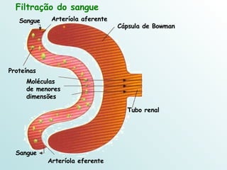 Sangue Tubo renal Cápsula de Bowman Sangue Filtração do sangue Arteríola aferente Arteríola eferente Moléculas de menores dimensões Proteínas 
