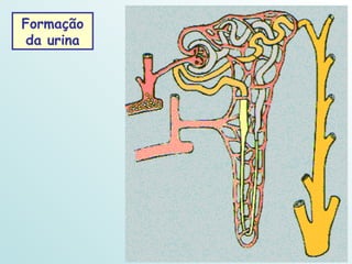 Formação da urina 