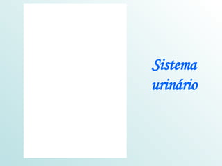 Sistema urinário 